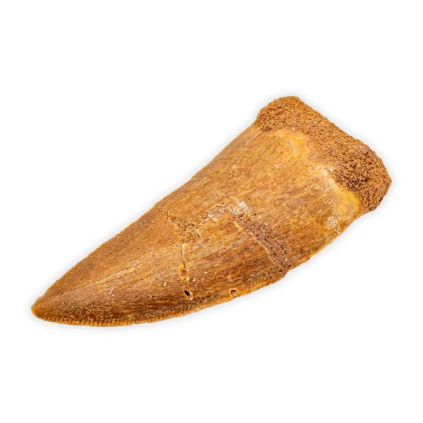 Carcharodontosaurus-Zahn – Echtes Fossil aus der Kreidezeit