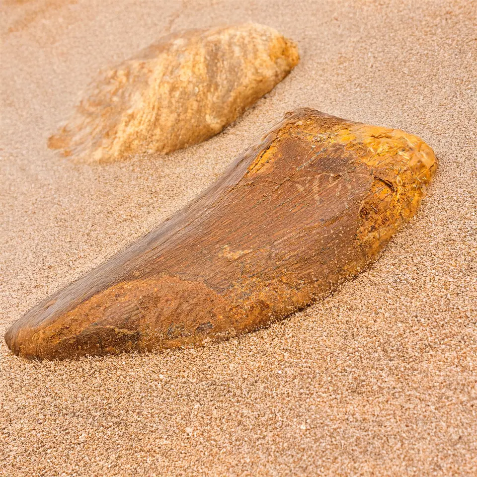 Zahn des Carcharodontosaurus