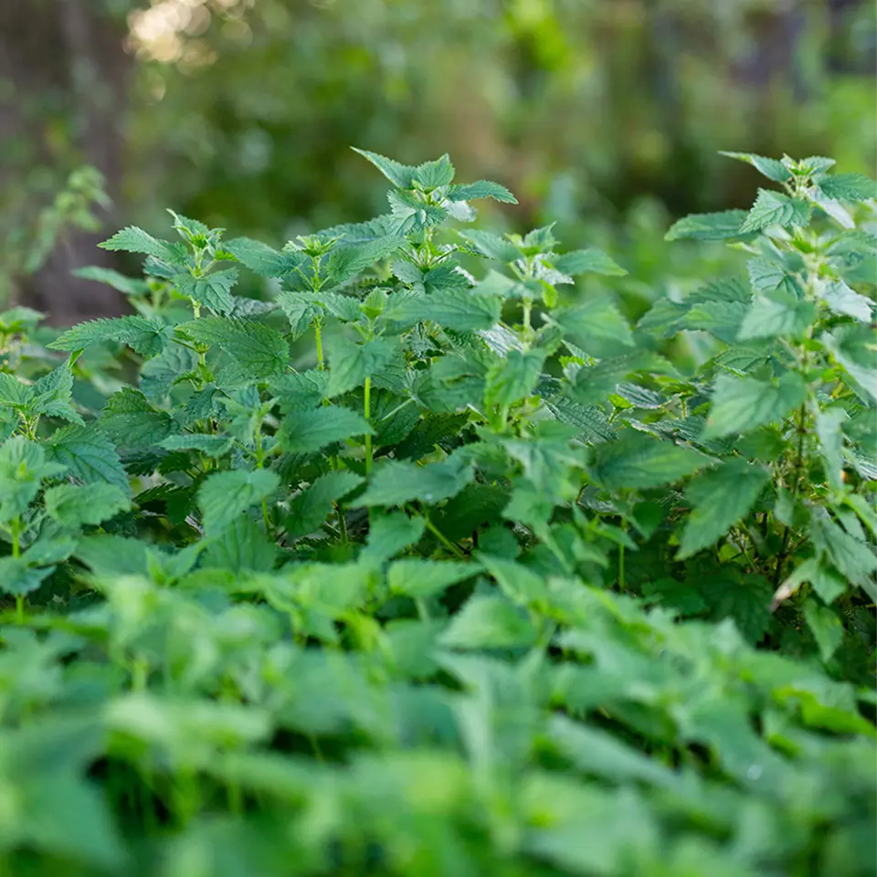 Große Brennnessel im Garten