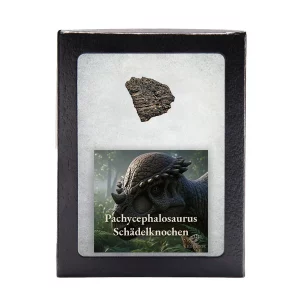 Pachycephalosaurus Fossilfragment in Präsentationsbox mit Infokarte