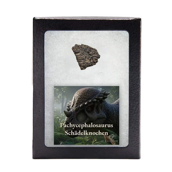 Pachycephalosaurus Fossilfragment in Präsentationsbox mit Infokarte