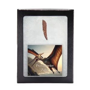 Fossiler Pterosaurier-Zahn in Sammlerbox mit Abbildung eines Flugsauriers