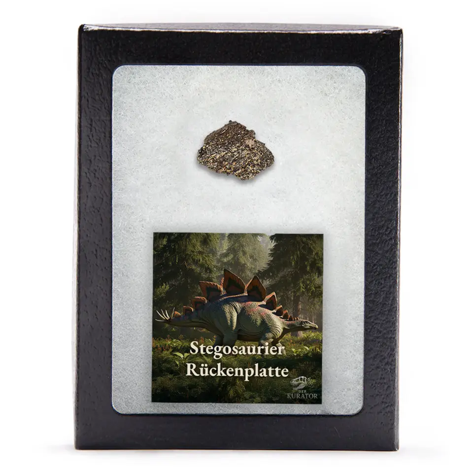 Fossil eines Stegosauriers