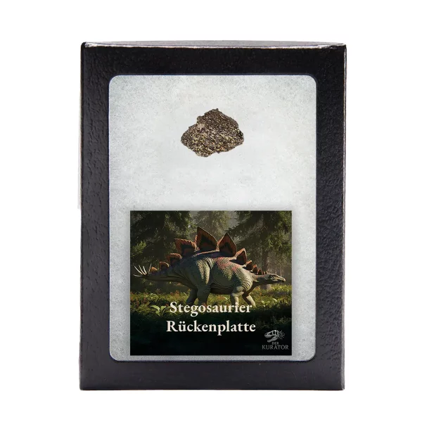 Fragment einer Stegosaurus-Rückenplatte in Sammlerbox mit Infokarte