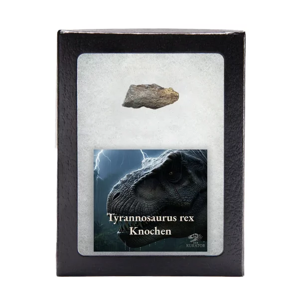 Tyrannosaurus rex Fossilfragment in Präsentationsbox mit Infokarte