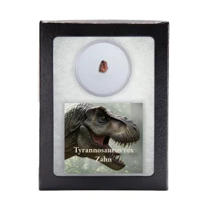 Zahnfragment von Tyrannosaurus rex in Sammlerbox mit Glasfenster